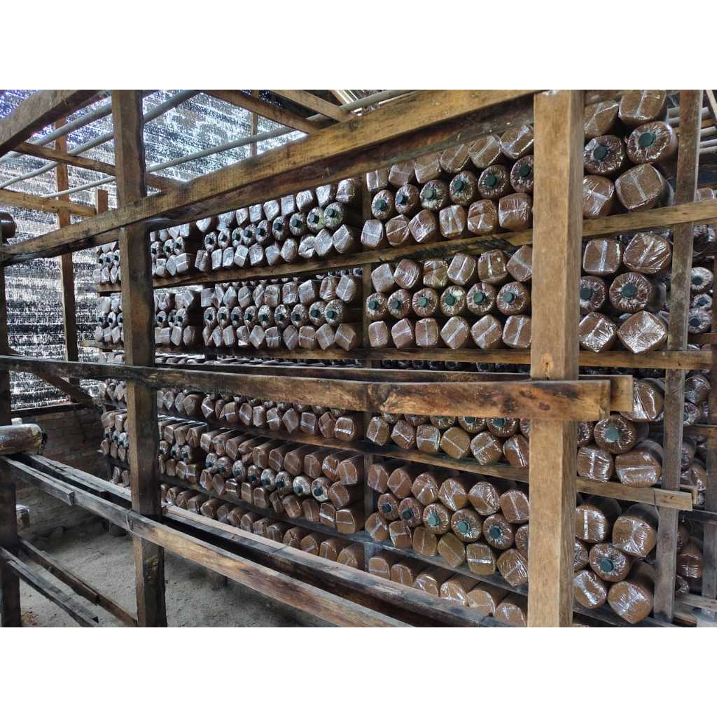 Baglog jamur tiram putih / bibit jamur tiram / benih jamur