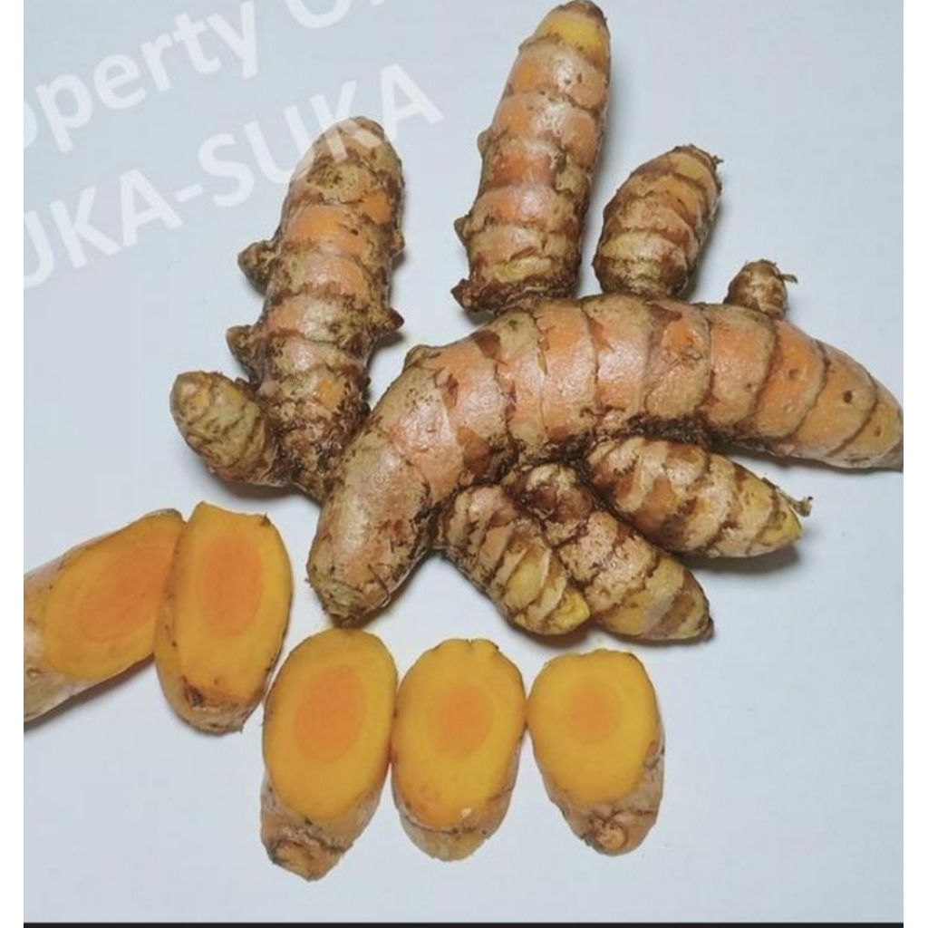 

Kunir Superan Fresh Kualitas Premiun