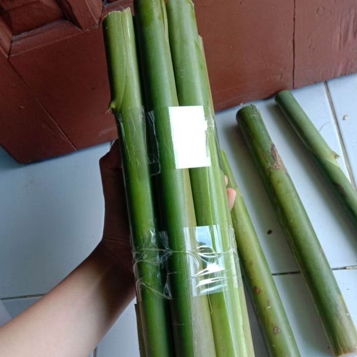 

batang honje 30cm segar siap kirim