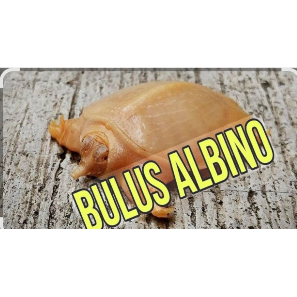 BULUS ALBINO FISH  5-6CM