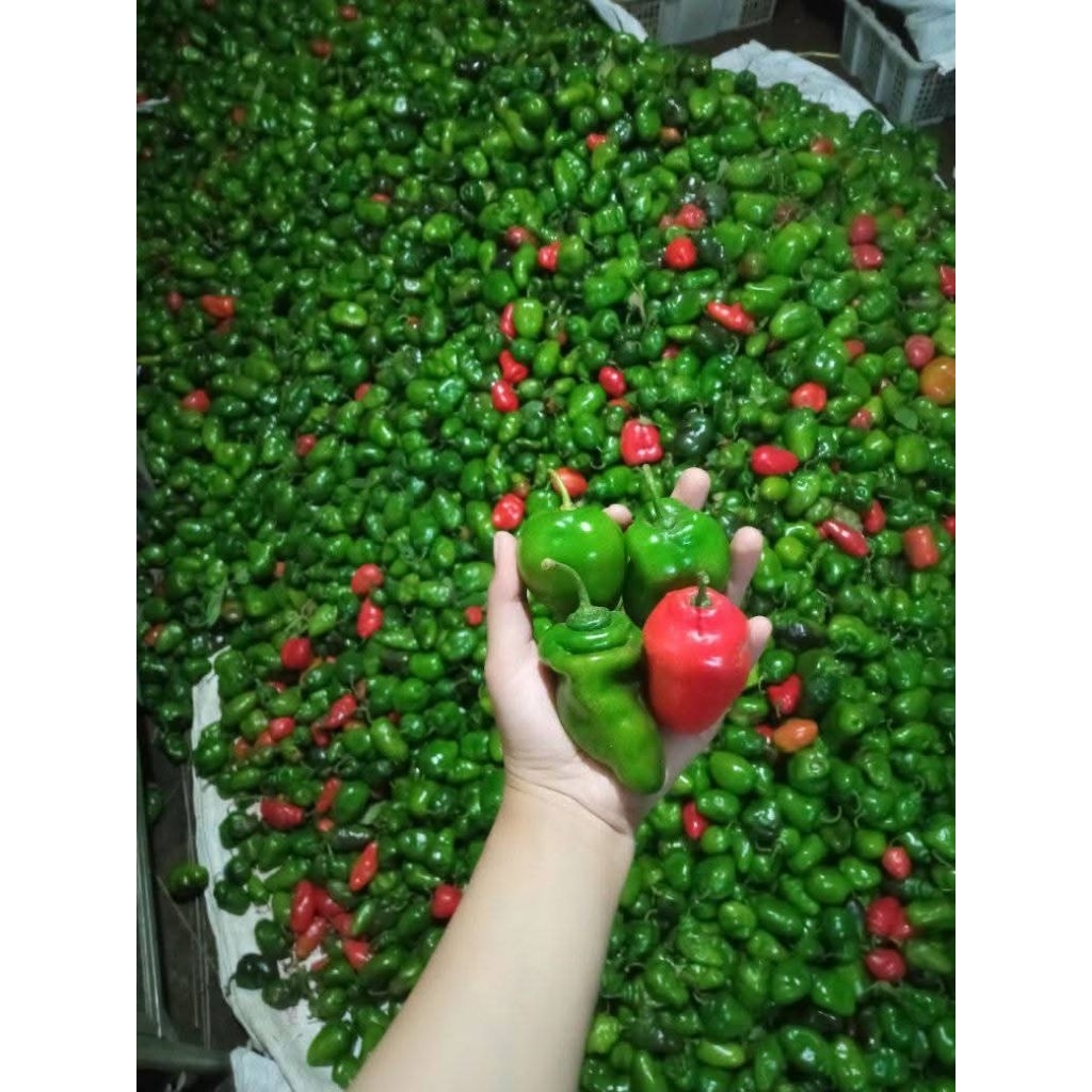 

cabe gendot viral TERMURAH