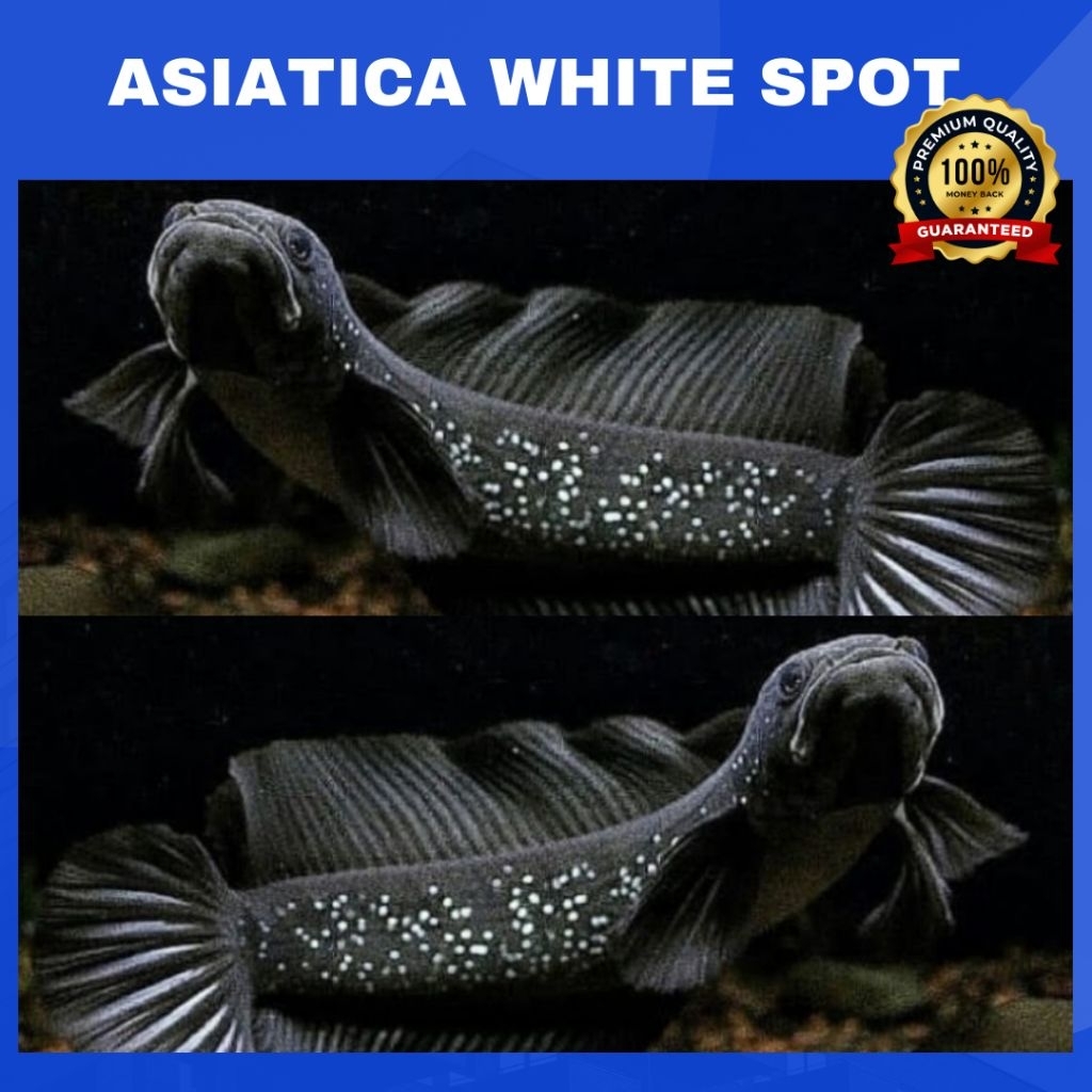 (CHANNA) ASIATICA WHITE SPOT - Pure Super Bahan Gondrong | SINGLE TANK - BEST SORTIRAN | Snakehead -