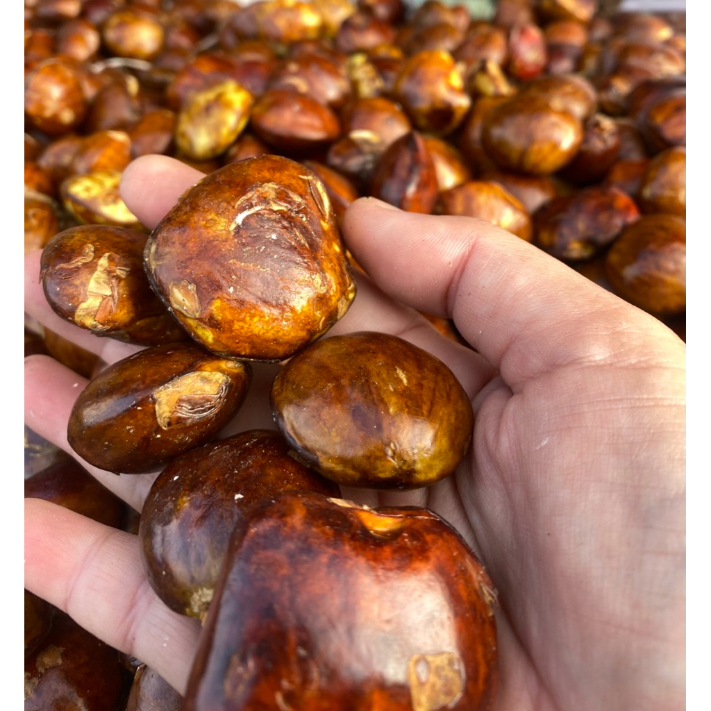 jengkol rendang/jengkol tua/jengkol semur