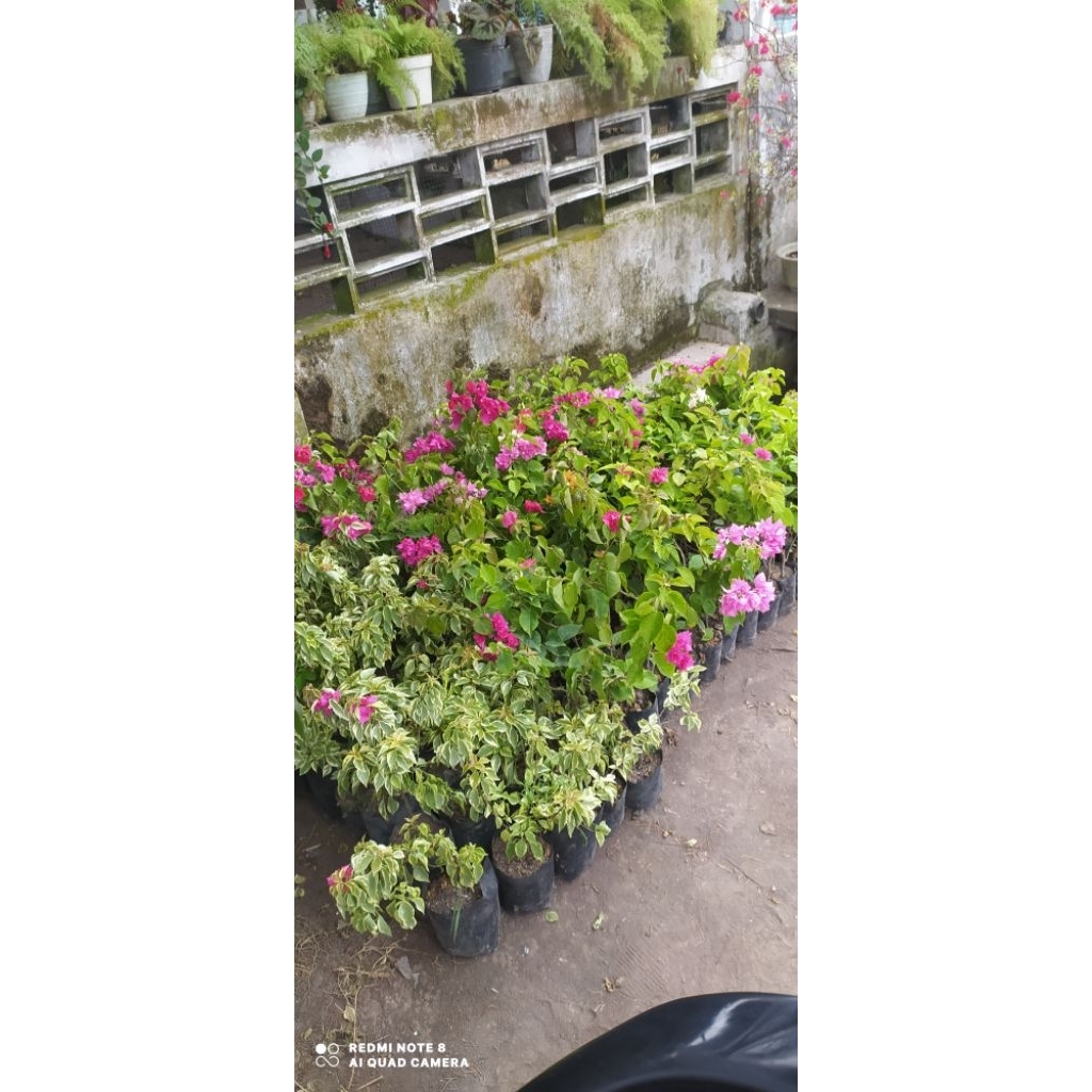 Bibit bunga Bogenvil berbagai jenis , ekor musang , singapur , hawai , anggur, dll