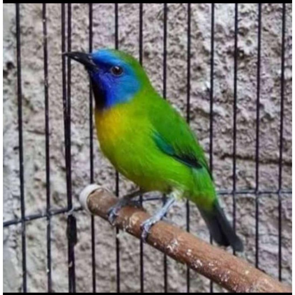 cucak kinoy jantan rawatan