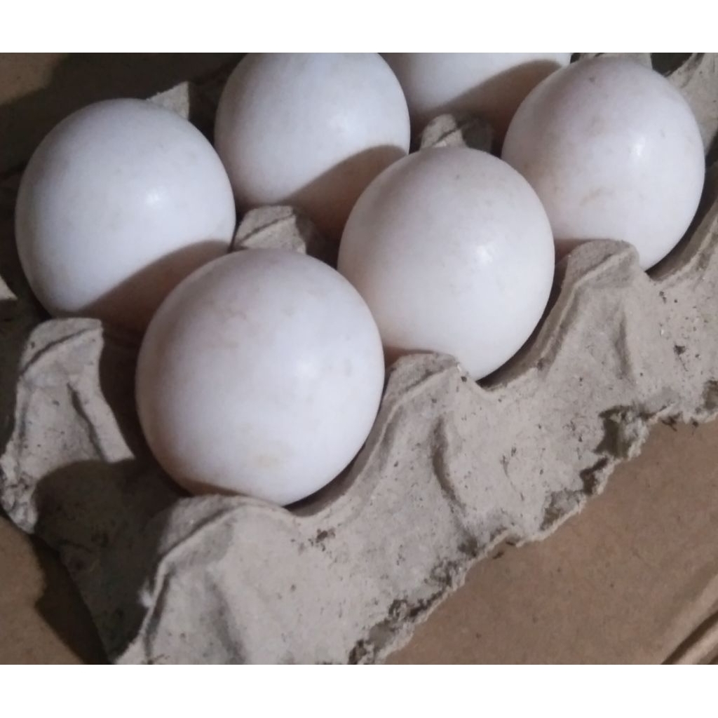 

( Isi 4 Butir )Telur tetas Bebek Peking untuk di tetaskan