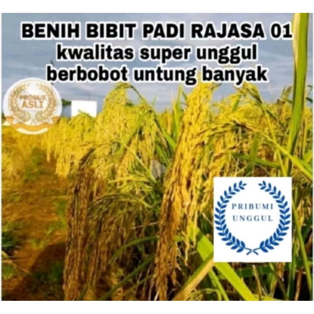 BENIH BIBIT PADI RAJASA 01 BERKUALITAS UNGGUL KEMASAN 5 KG