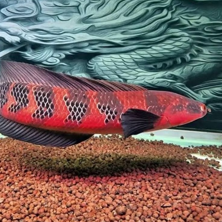 promo 2 channa red barito 3-5 cm sudah pakan pelet