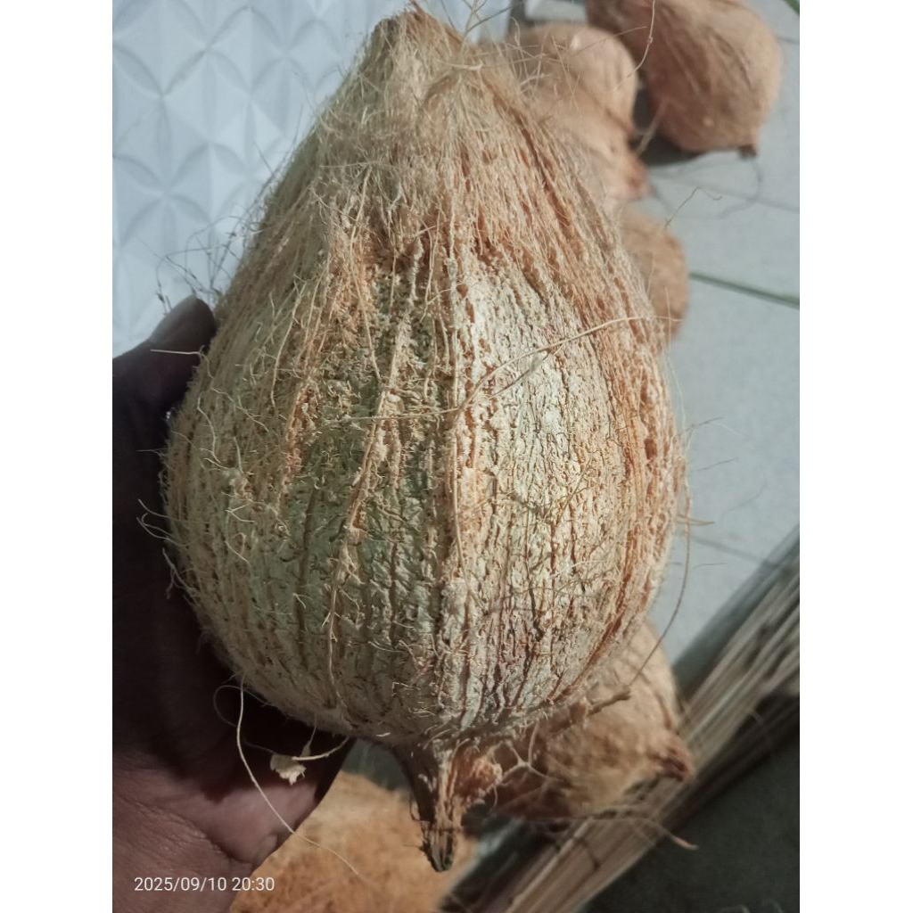 

Kelapa Madura pegunungan isinya tebal Lebih banyak menghasilkan santan