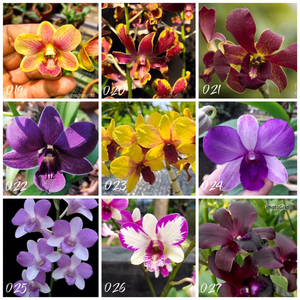 Dendrobium id bulatan dewasa siap bunga
