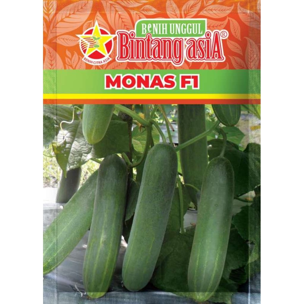 MONAS F1 mentimun hidrida