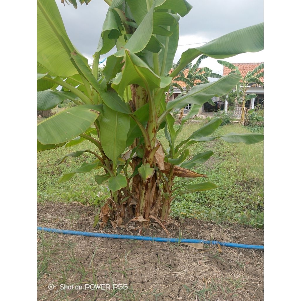 Bibit Pisang Mas Kirana