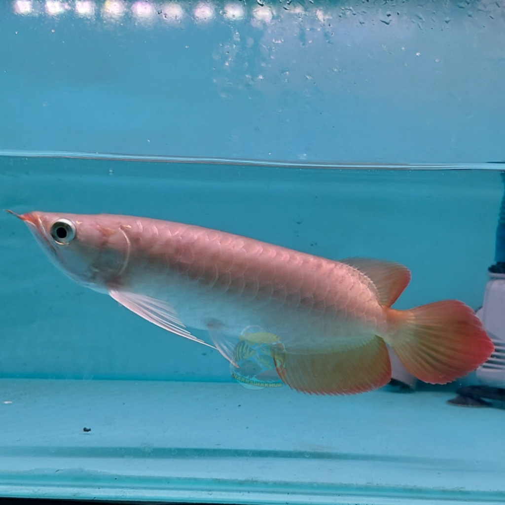 arwana super red 12 - 50cm sertif lengkap size