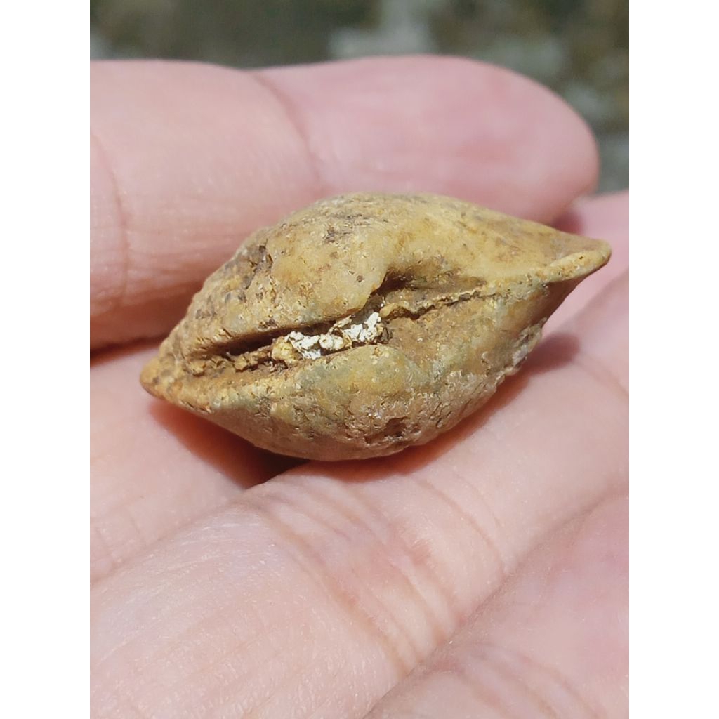 Batu Fosill Kijing Bungkem Antik