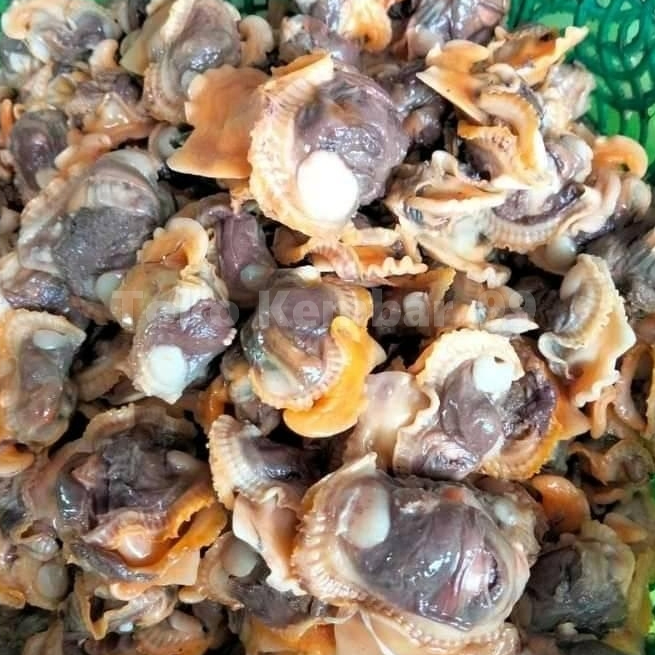Kerang Bulu Kupas Segar 1Kg Daging Kerang Bulu Kerang Kupas Segar Daging Kerang