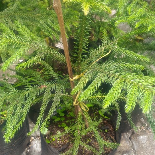 Tanaman Cemara Pentris | Cemara | Cemara Pentris | Cemara Norflok | Norflok | Cemara Hias