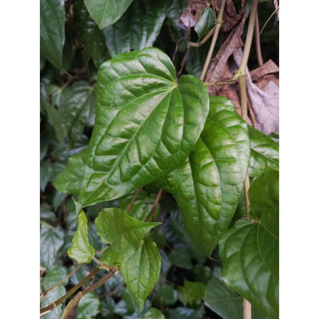 

daun sirih 1 ikat 27 lembar