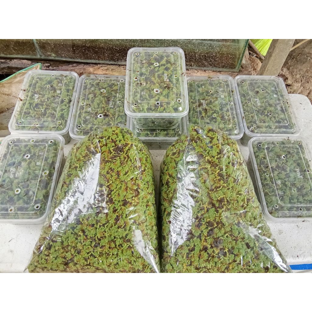 Bibit Azolla Super Isi 1000Ml Pakan Ikan Dan Bebek