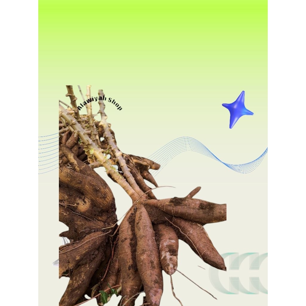 

Singkong kualitas super tidak pahit 1Kg