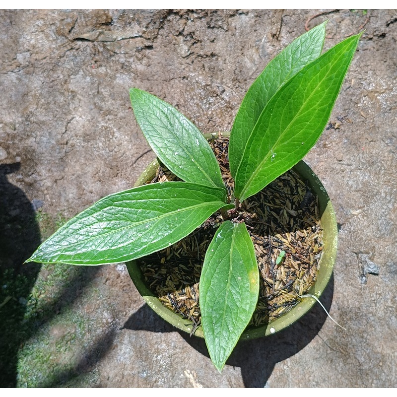 Anthurium Jemani Tanduk 45 Hijau Dari Trah Variegata / Varigata Kode S - Tanaman Hias Anthurium Jenm