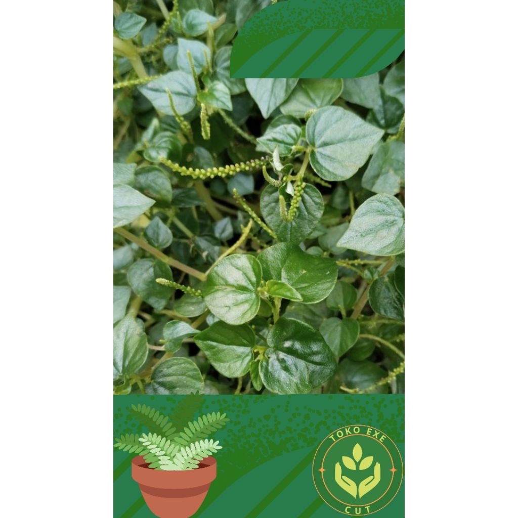 poho herbal sirih cina obat gatal kulit