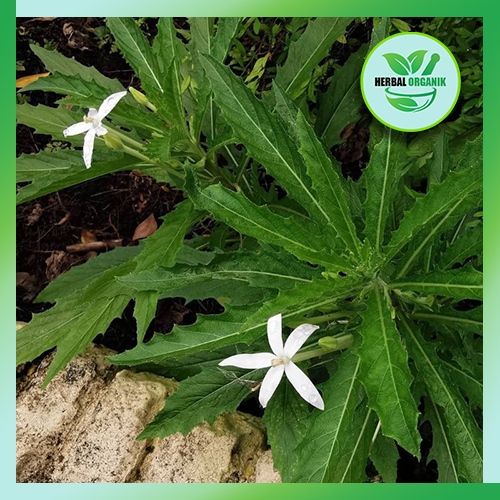 

Daun kitolod Segar 100 gram herbal alami herbal organik