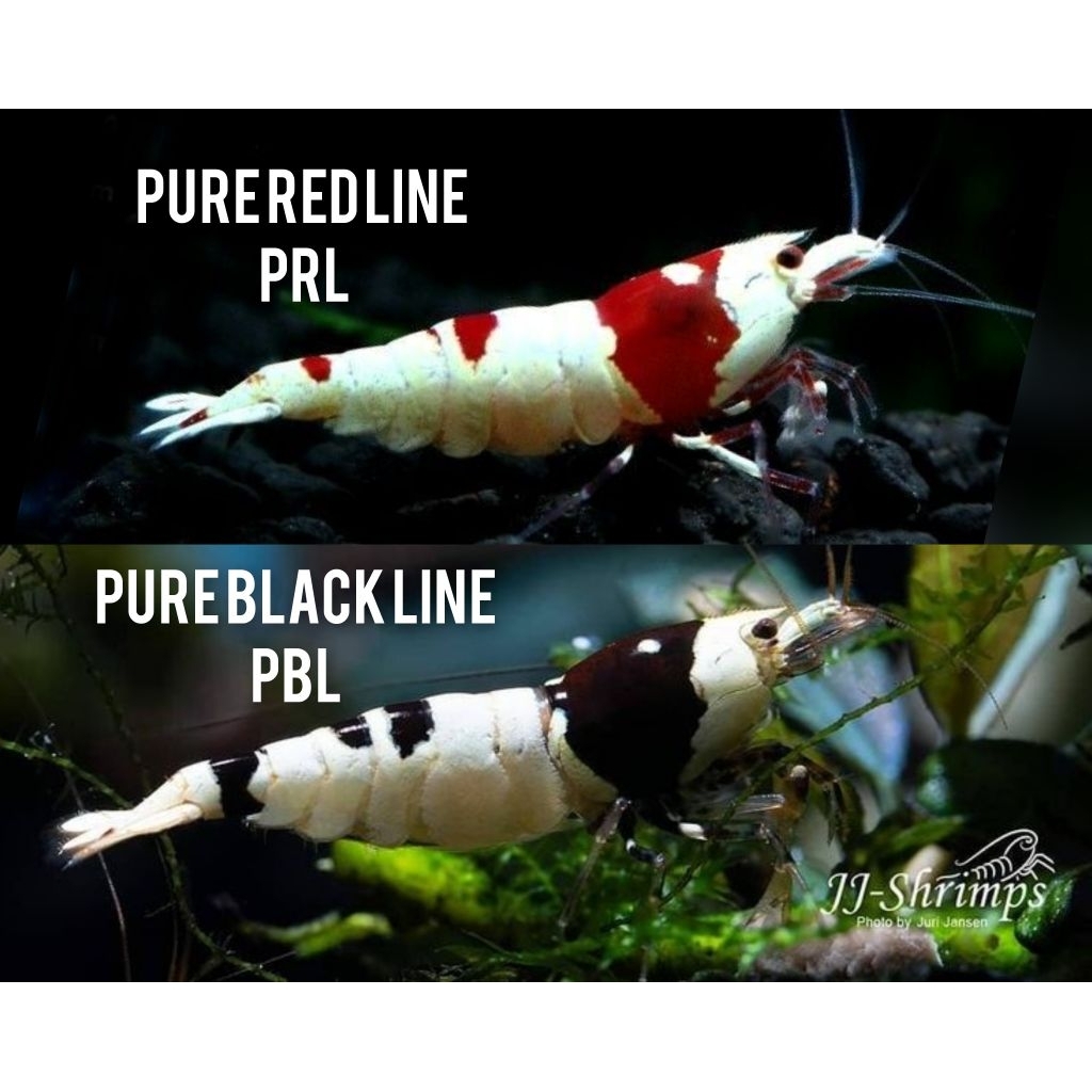Udang Hias Aquarium Aquascape Pure Red Line PRL Dan Pure Black Line PBL Hiasan dan Dekorasi Aquarium