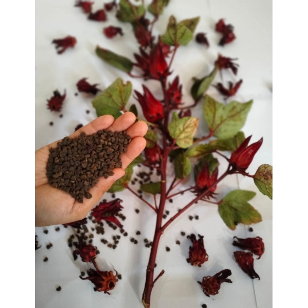 Benih Rosella Merah Jumbo Super