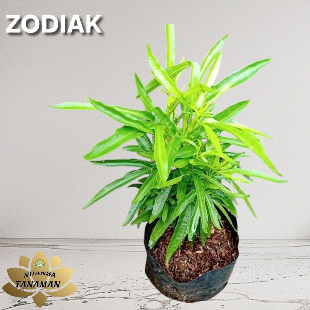 Tanaman Zodiak Pengusir Nyamuk Siap Tanam/Pohon Zodiak Pengusir Nyamuk/Tanaman Pengusir Nyamuk