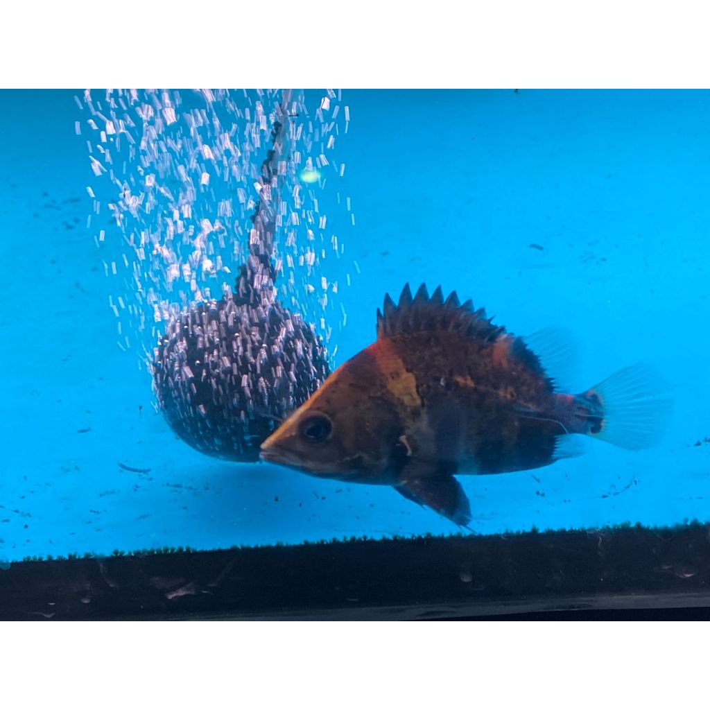 DATZ NGT PAPUA 8-10cm DATZ NGT PAPUA 8-10cm