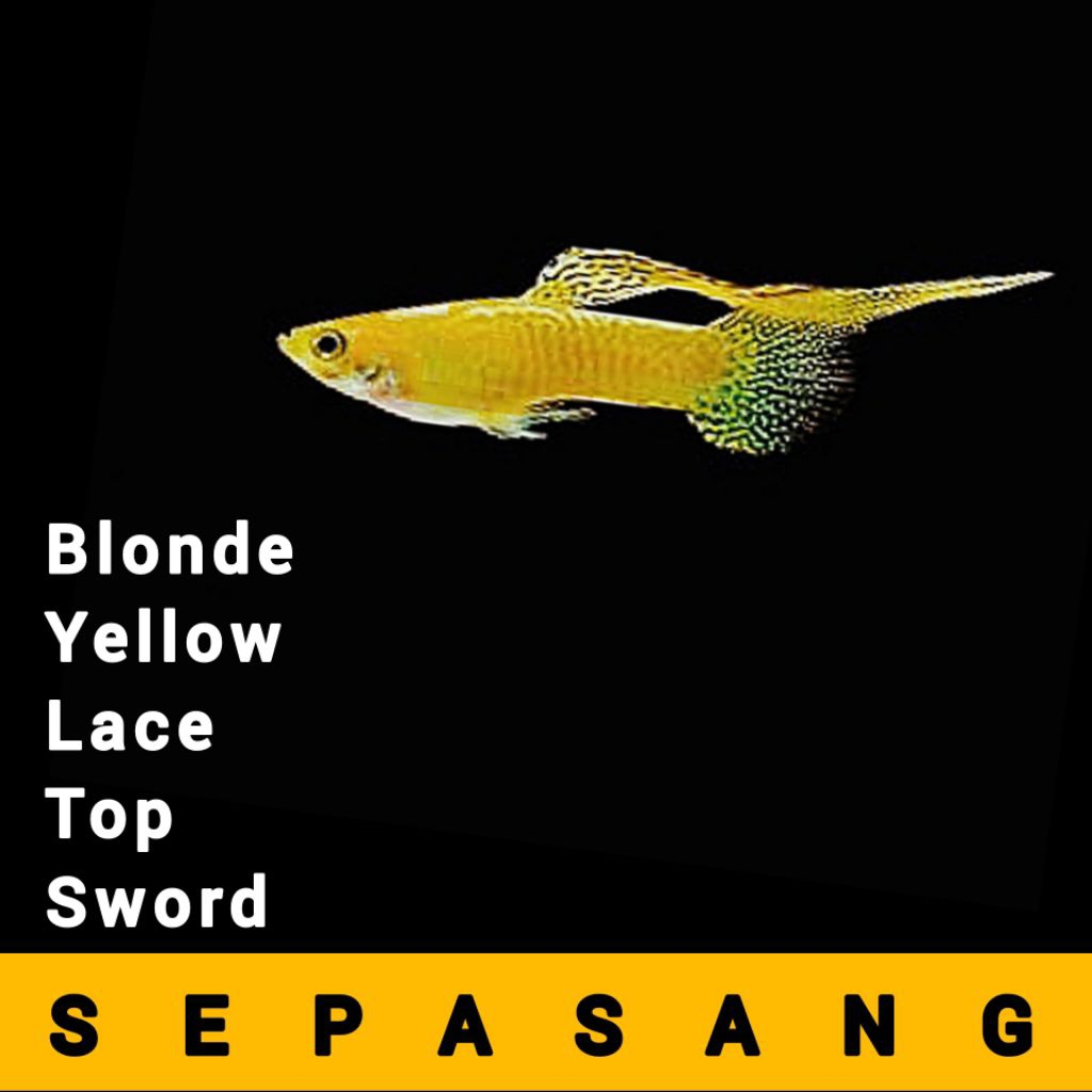 Sticker aquarium guppy Blonde Yellow Lace Top Sword 1 pasang