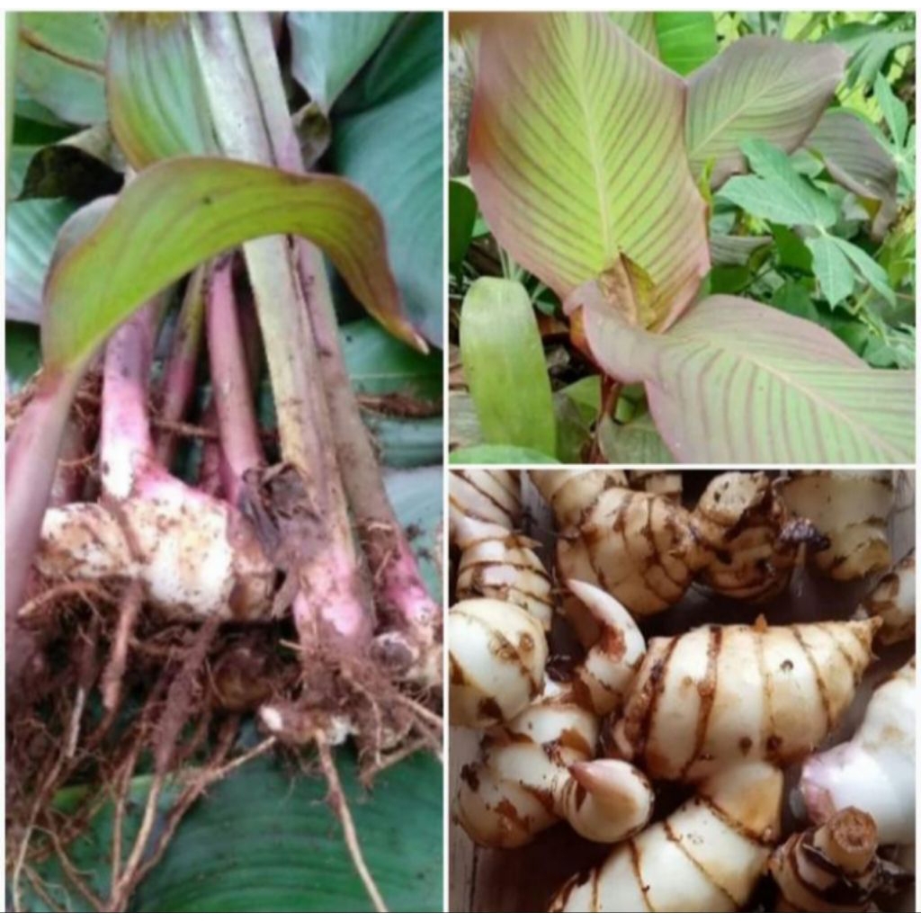 bibit ganyong merah - bibit umbi ganyong merah