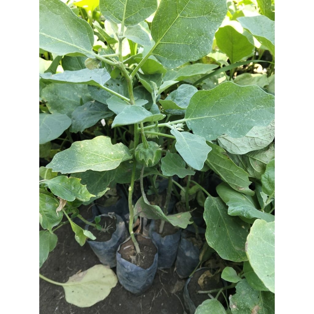 bibit tanaman terong uk 40-50cm siap tanam