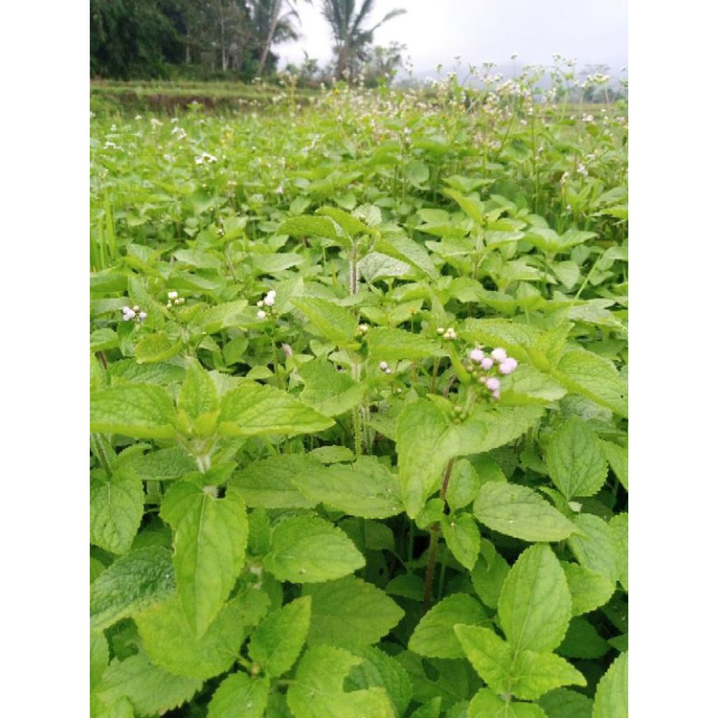 

Daun babadotan segar 1kg