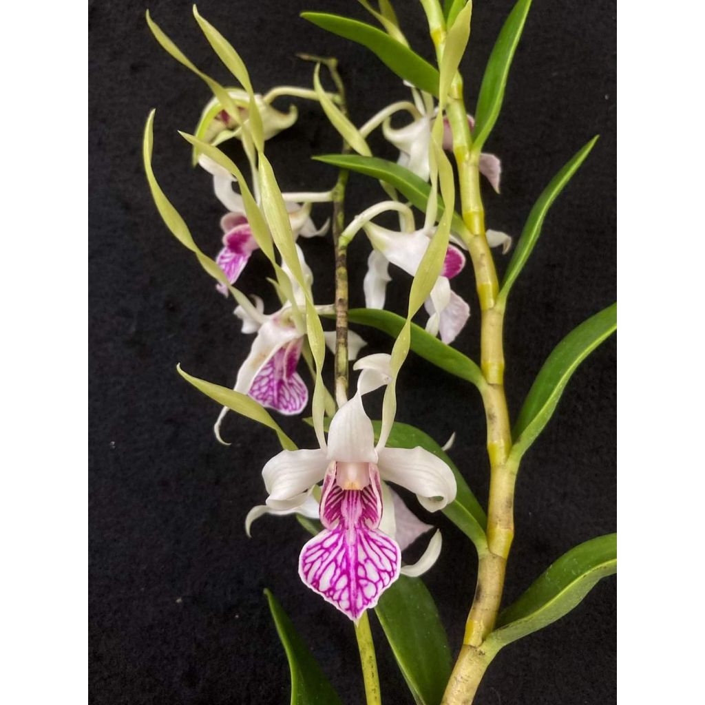 Dendrobium Stratiotes