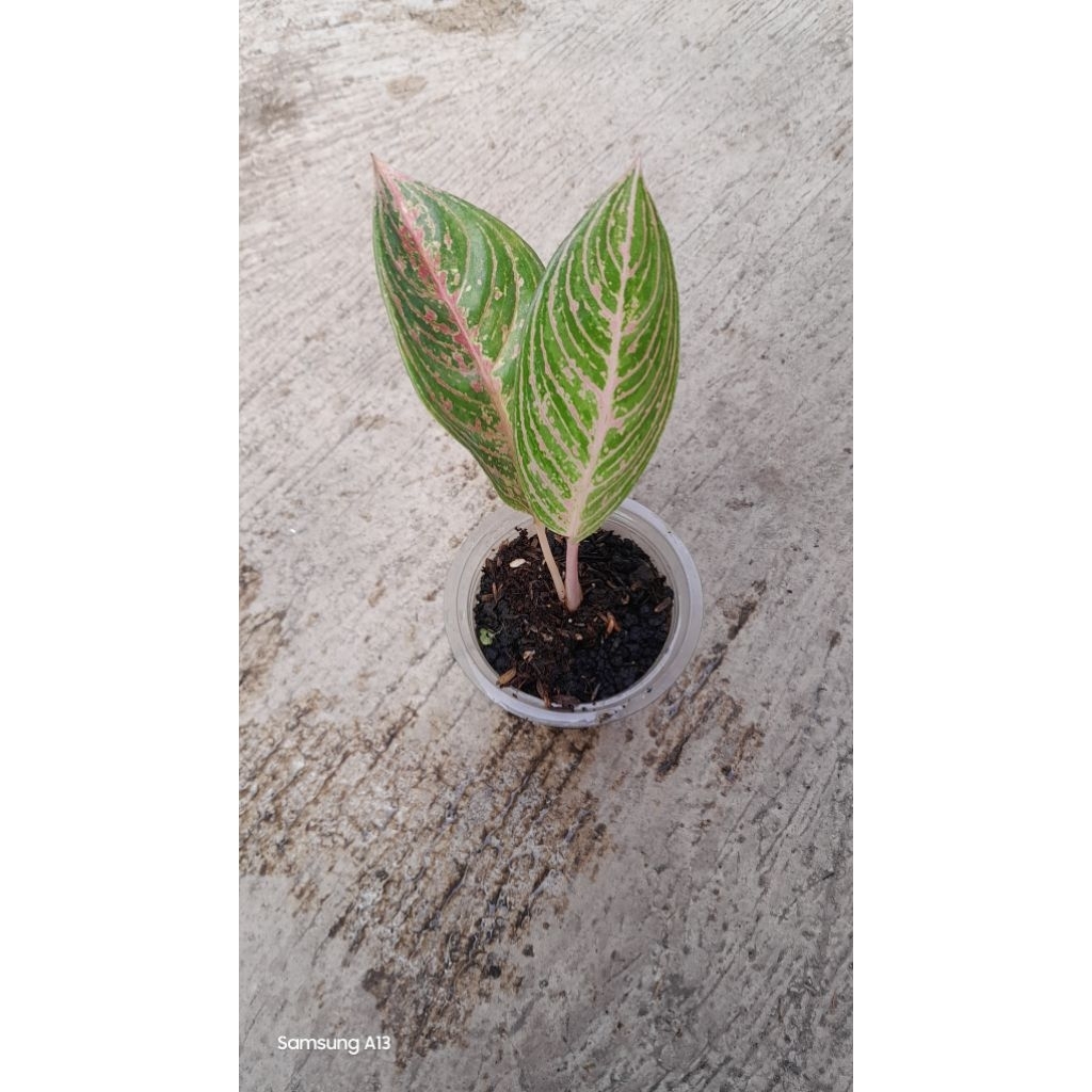Aglonema JT 2000 (Daun 2)