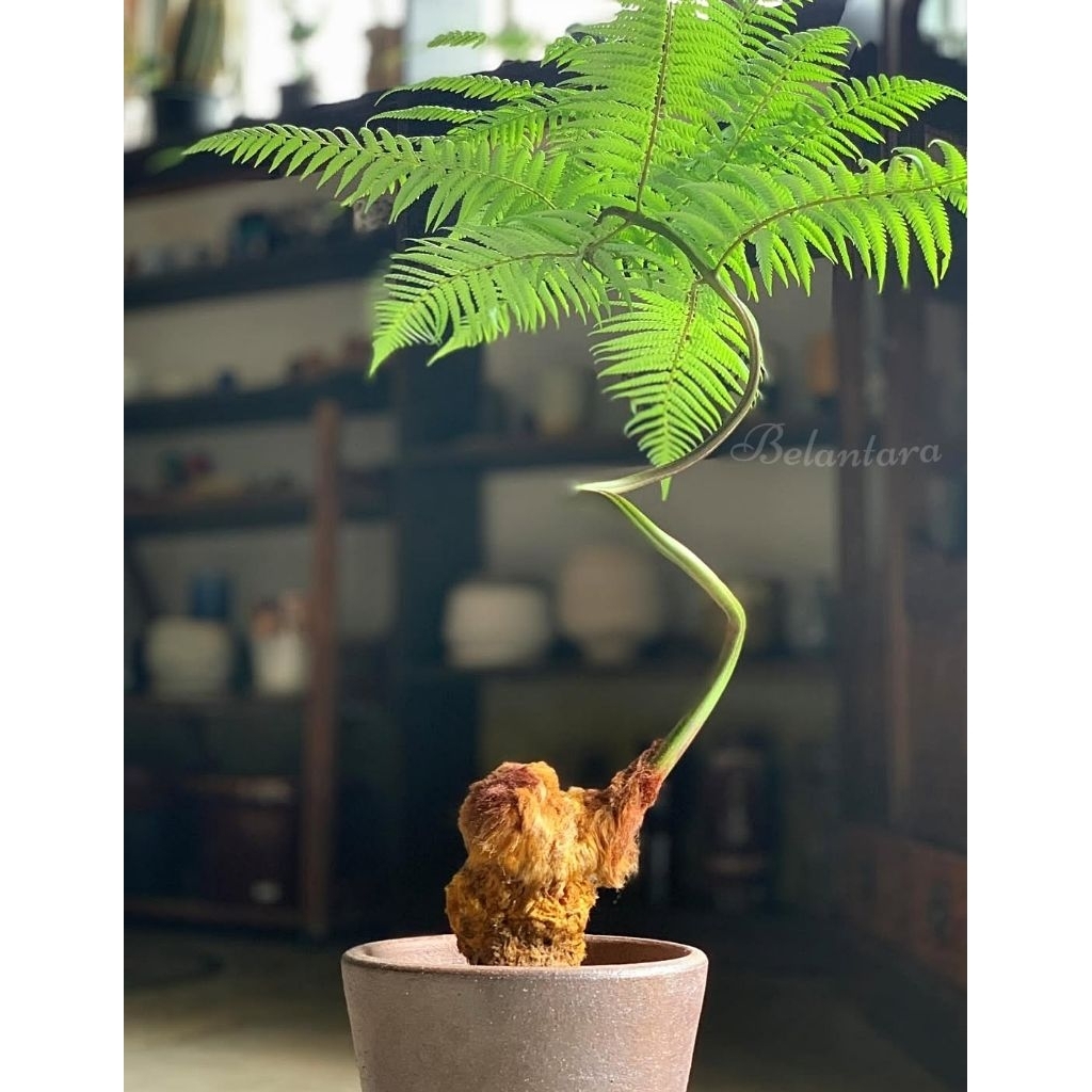 Bibit pakis monyet/Pakis hias /pakis monyet bulu coklat