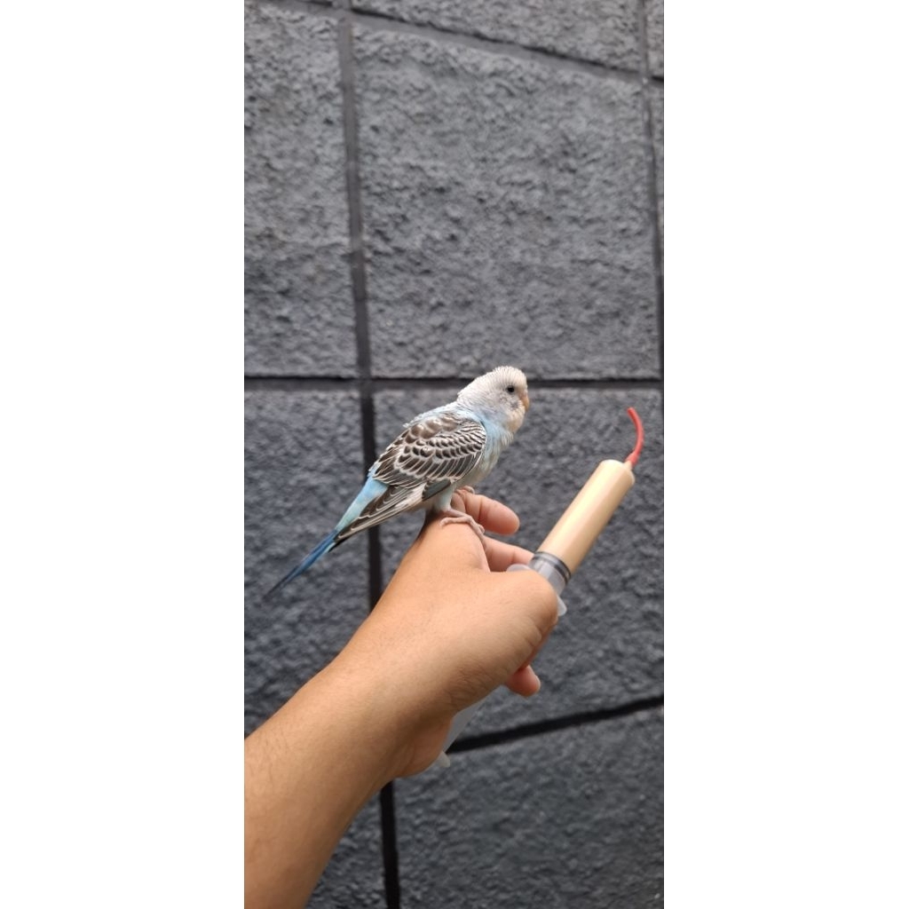 Burung Parkit Lokal Jinak Skill FTM / Boomerang