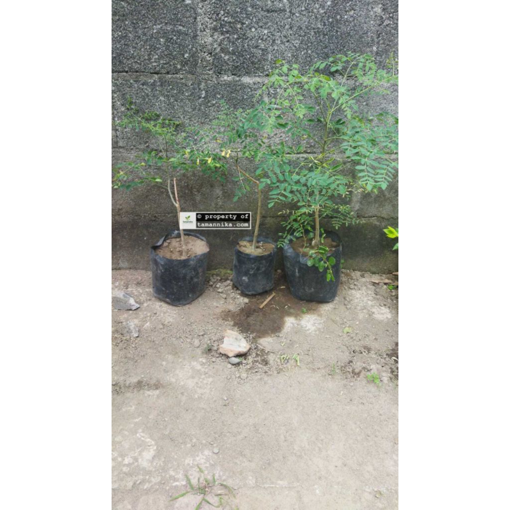 Bibit Pohon Moringa Afrika | Bibit Pohon Kelor Afrika 50cm