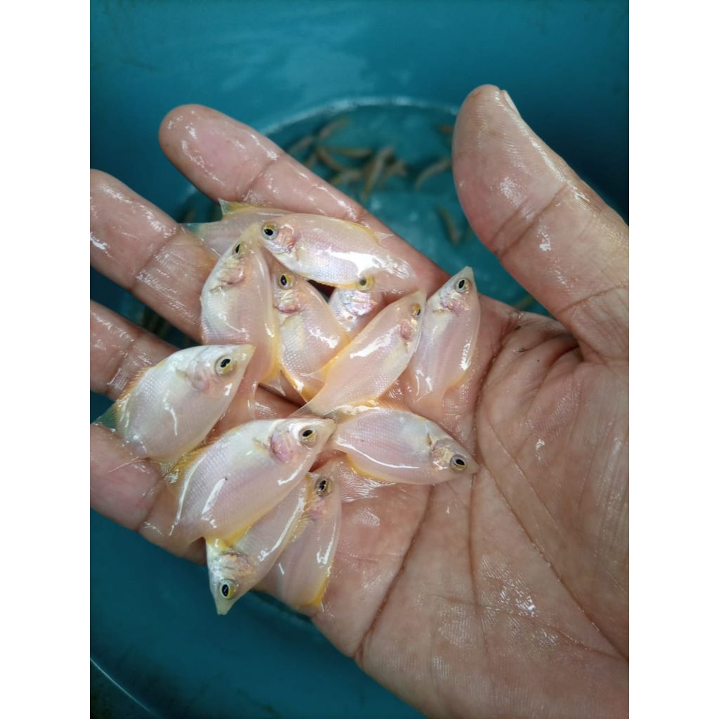 bibit gurame padang ukuran jempol