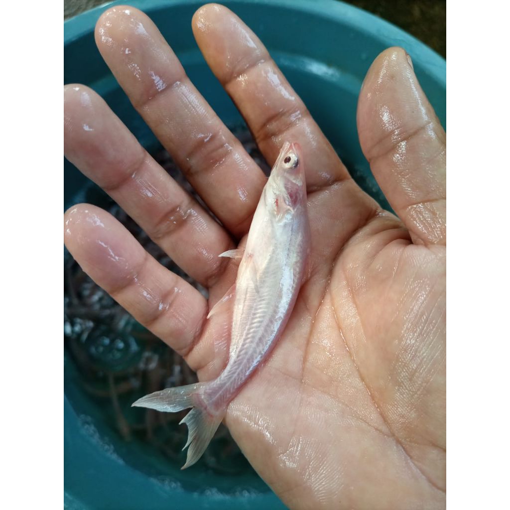bibit ikan patin albino