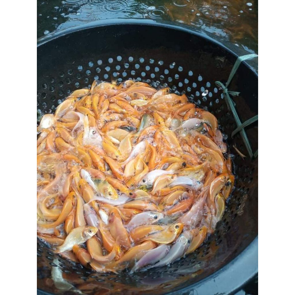 bibit ikan mas merah