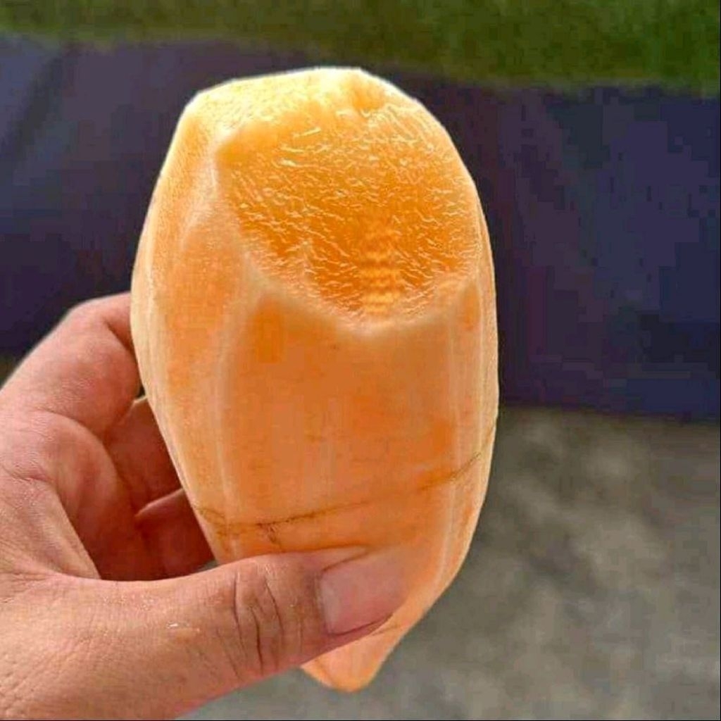 

Umbi Yakon ukuran 950 gram - 1 KG