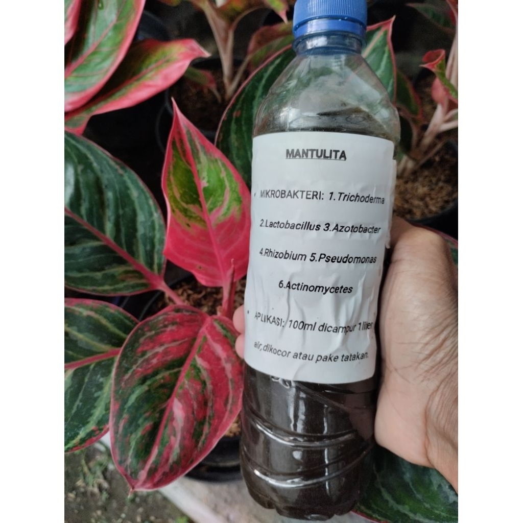 ALOCASIA GUINEA GOLD SENTE KUNING GOLDEN,JAMU AGLO KELADI DLL