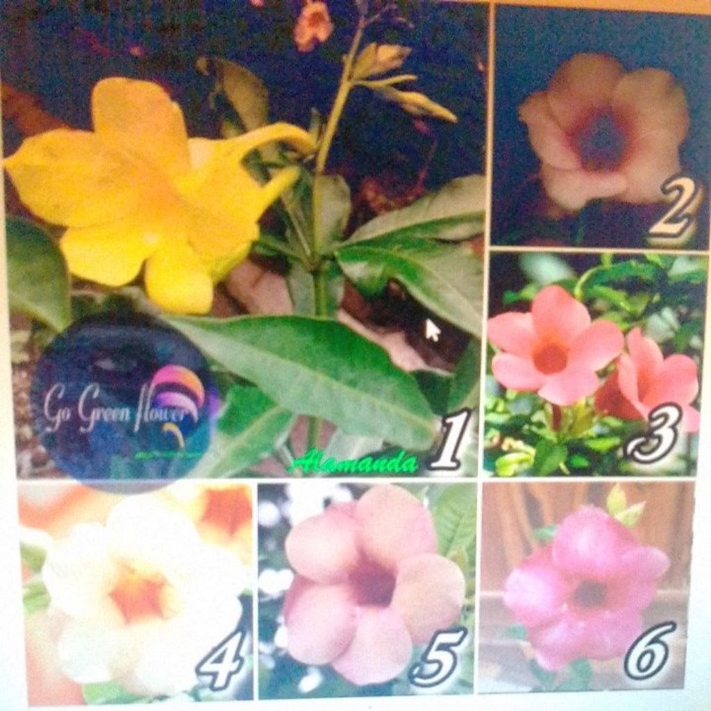 TANAMAN BUNGA ALAMANDA LENGKAP MURAH BERKWALITAS BIBIT BUNGA ALAMANDA tanaman herbal Alamanda Allama