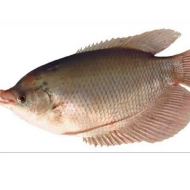 

Ikan gurame hidup (1 ekor) 700gr-800gr