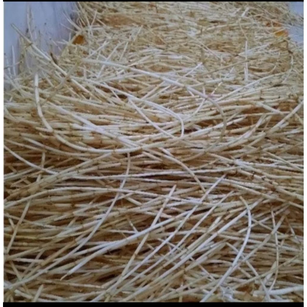 

akar Alang Alang segar 500 gram