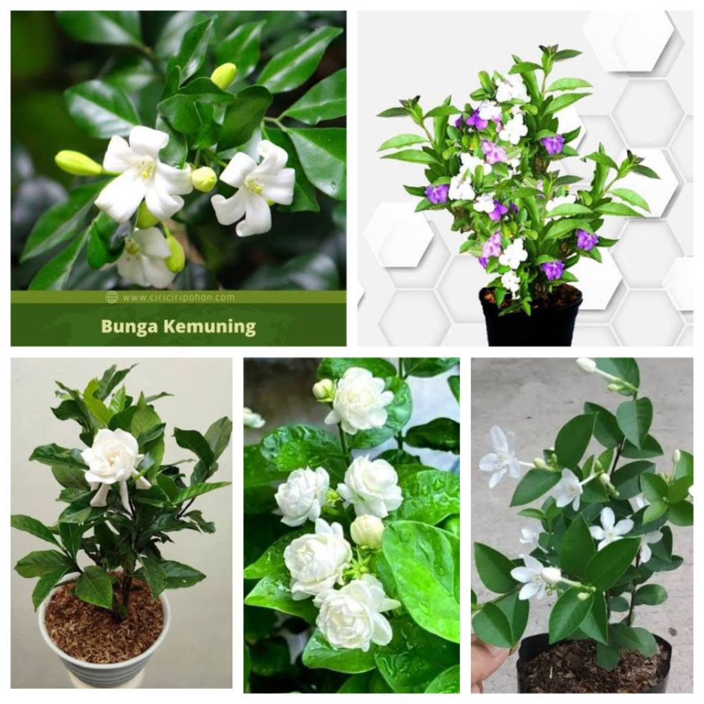 Tanaman bunga melati - pohon melati - tanaman hias melati -  pohon bunga melati