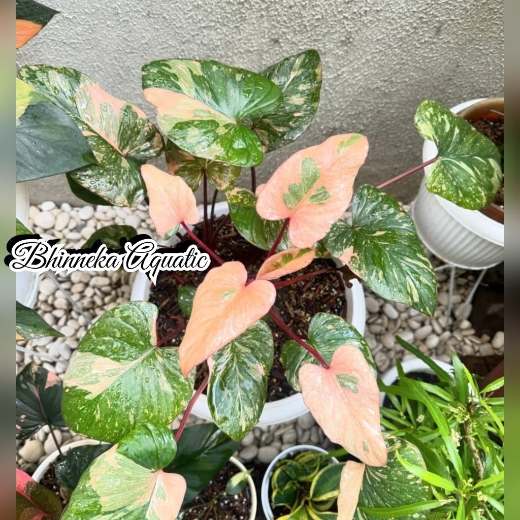 Tanaman Hias Homalomena Stardust Pink Variegata Variegated Varigata Thai Stardus Real Pict Murah Eko