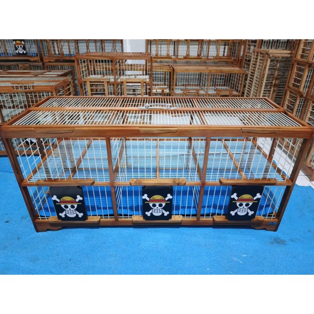 DONGDANG MERPATI 3 PASANG JUMBO ONEPICE_ KANDANG JATI BURUNG DORO